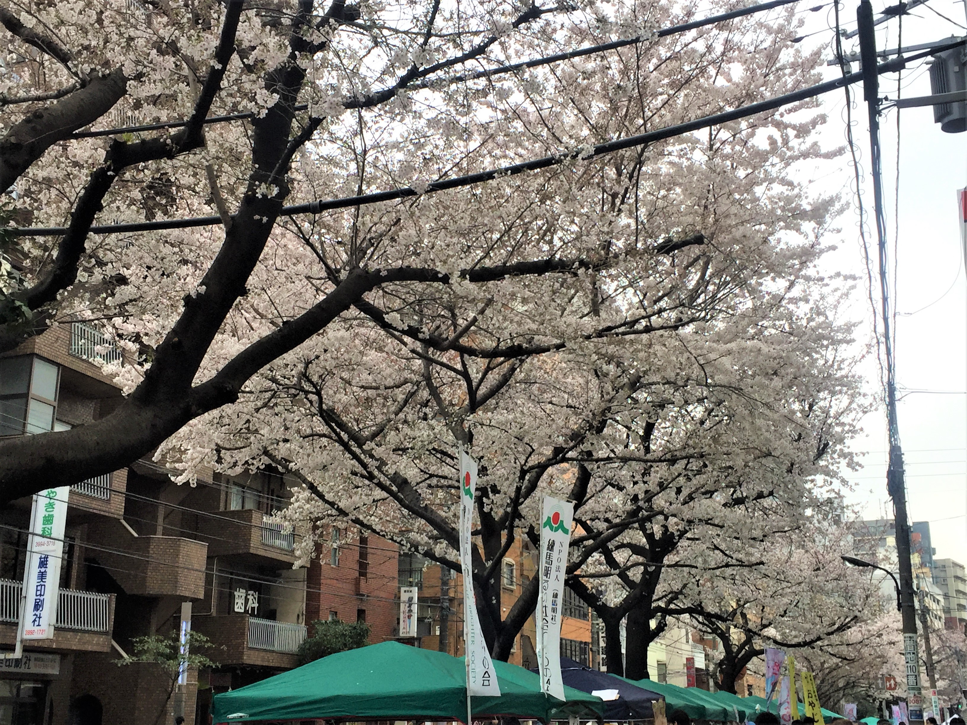 桜台「さくら祭り」 画像