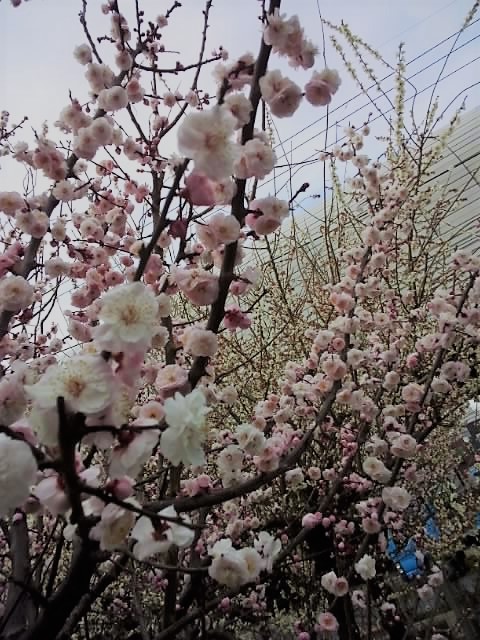 梅は咲いたか♪ 1