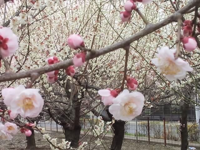 梅は咲いたか♪ 3