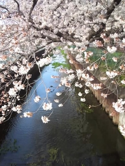 宮本橋から 3