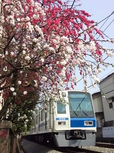 ももも（桃も）満開 1