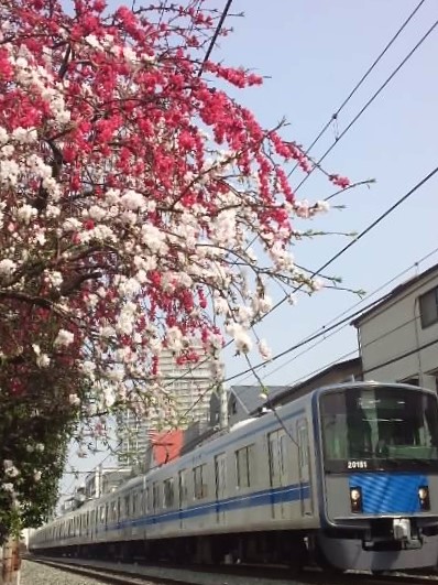 ももも（桃も）満開 3