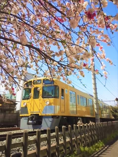 花電車 1