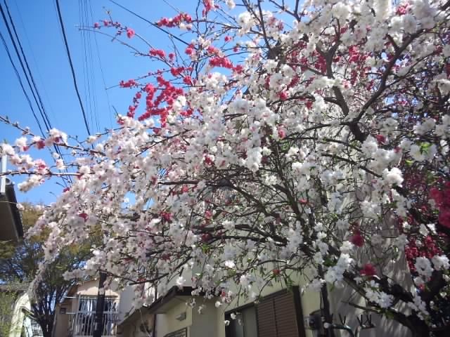 花電車 3