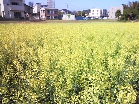 この花なーんだ？ 2