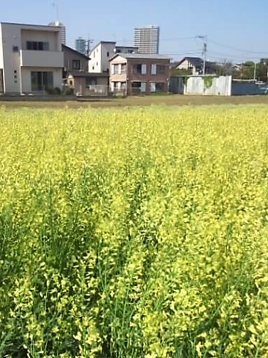 この花なーんだ？ 3