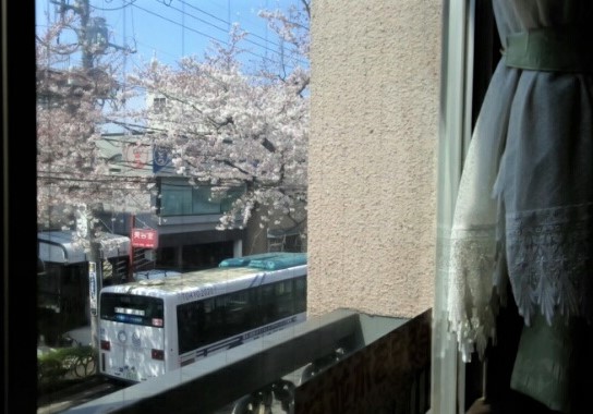 お花見喫茶　桜並樹