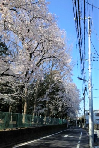 桜咲く