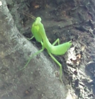 カマキリ見つけた