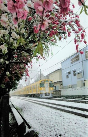 春の雪