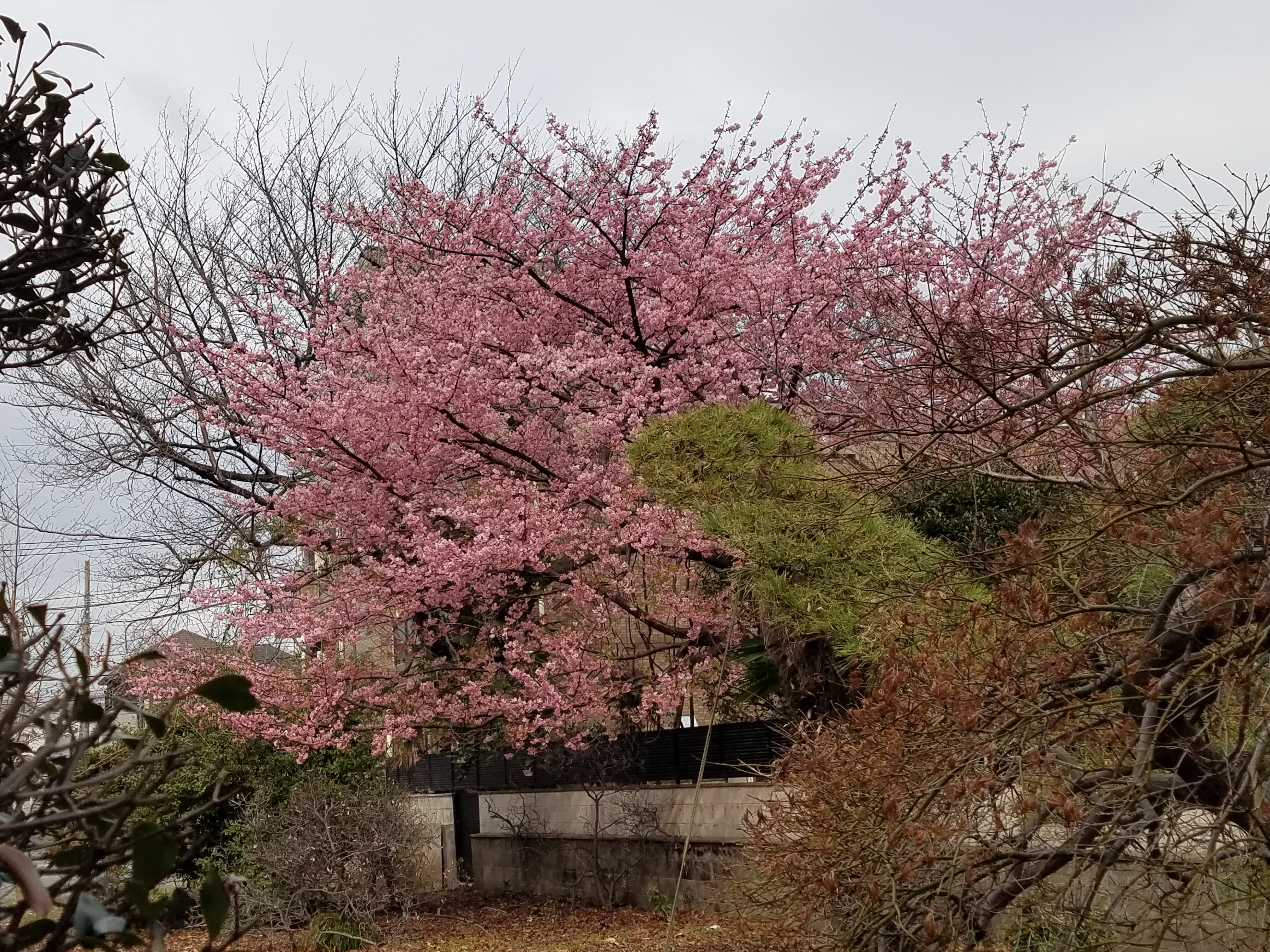 梅の花が満開！