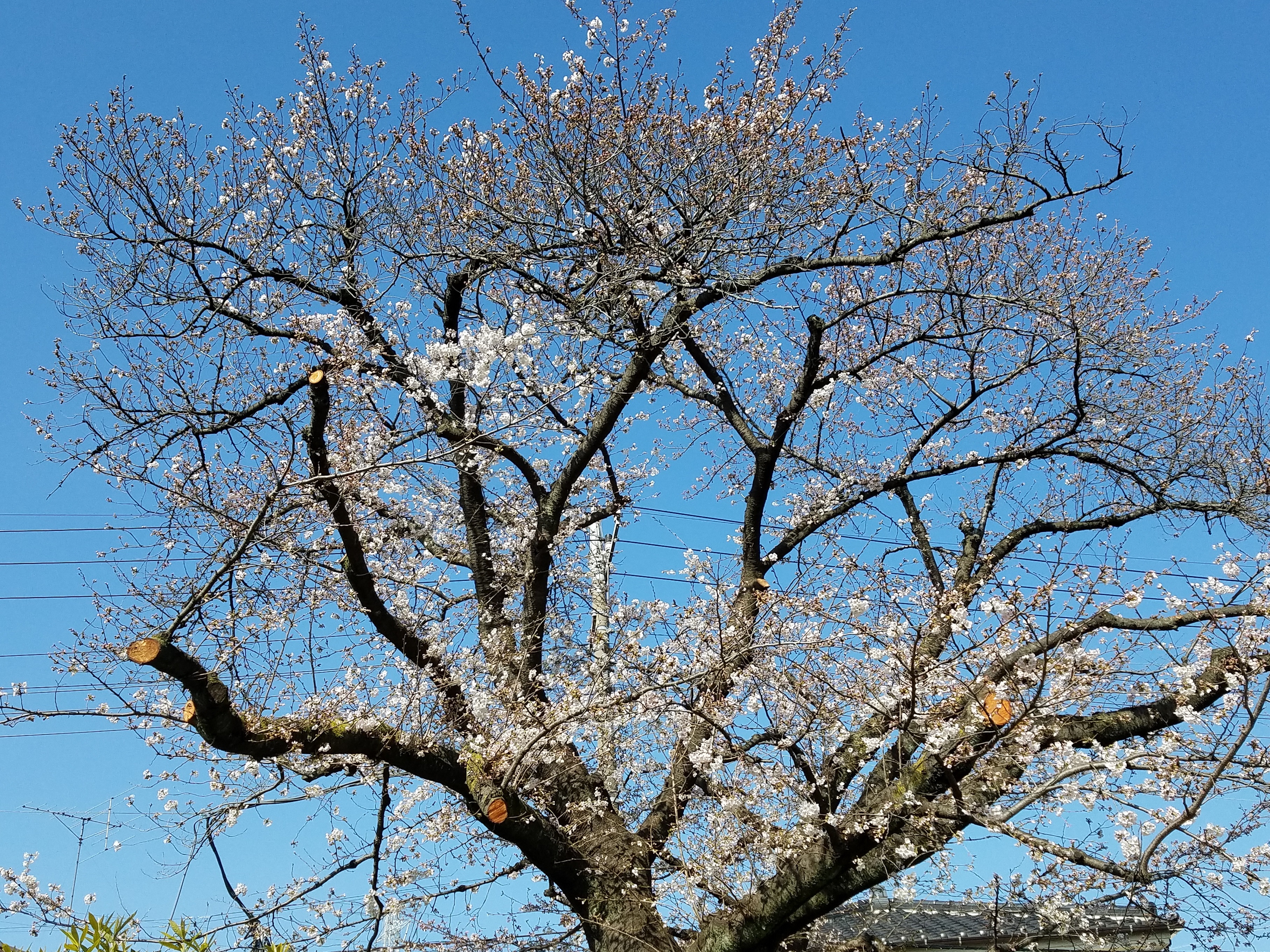 大泉井頭公園の桜