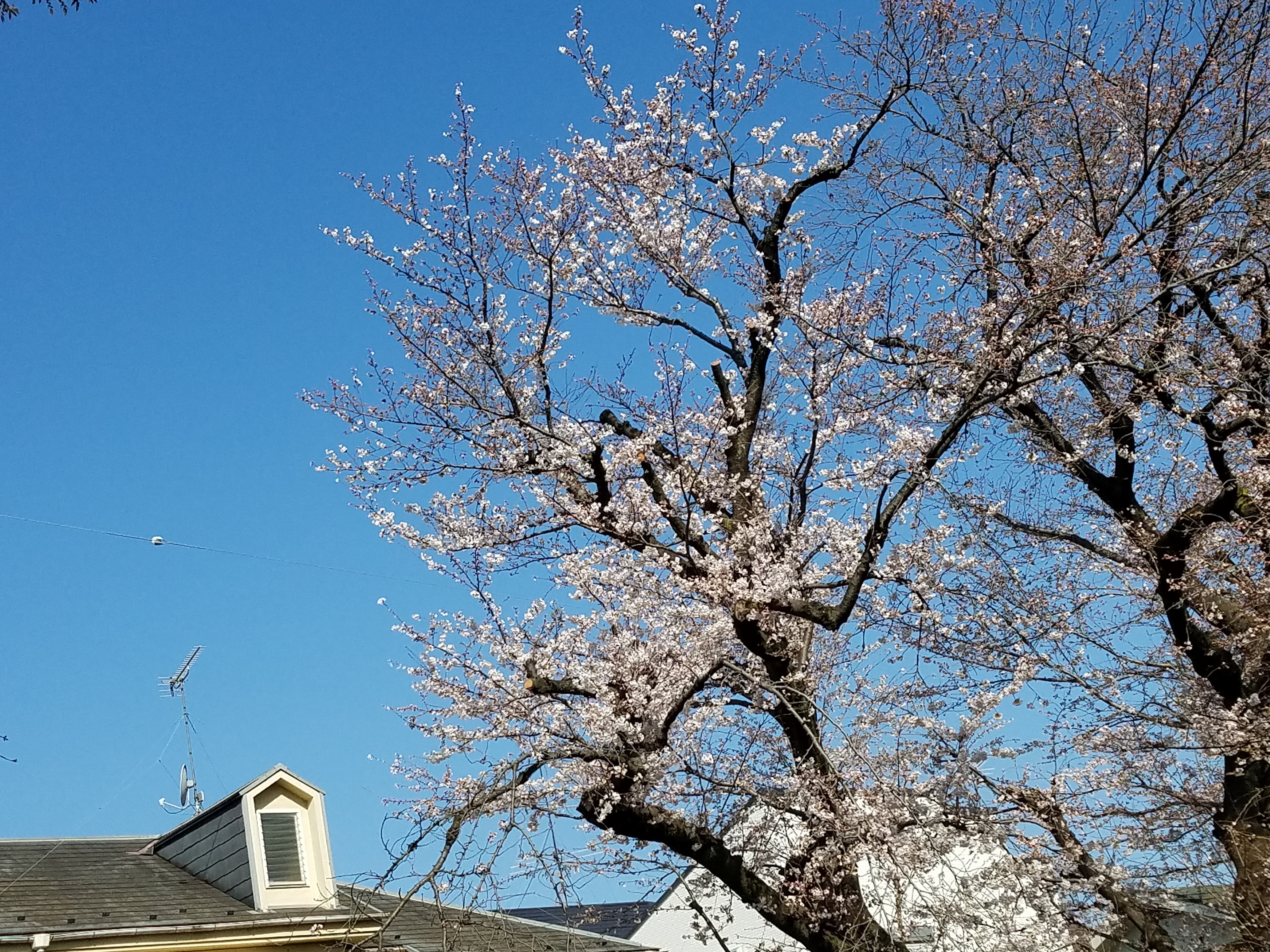 大泉井頭公園の桜 2