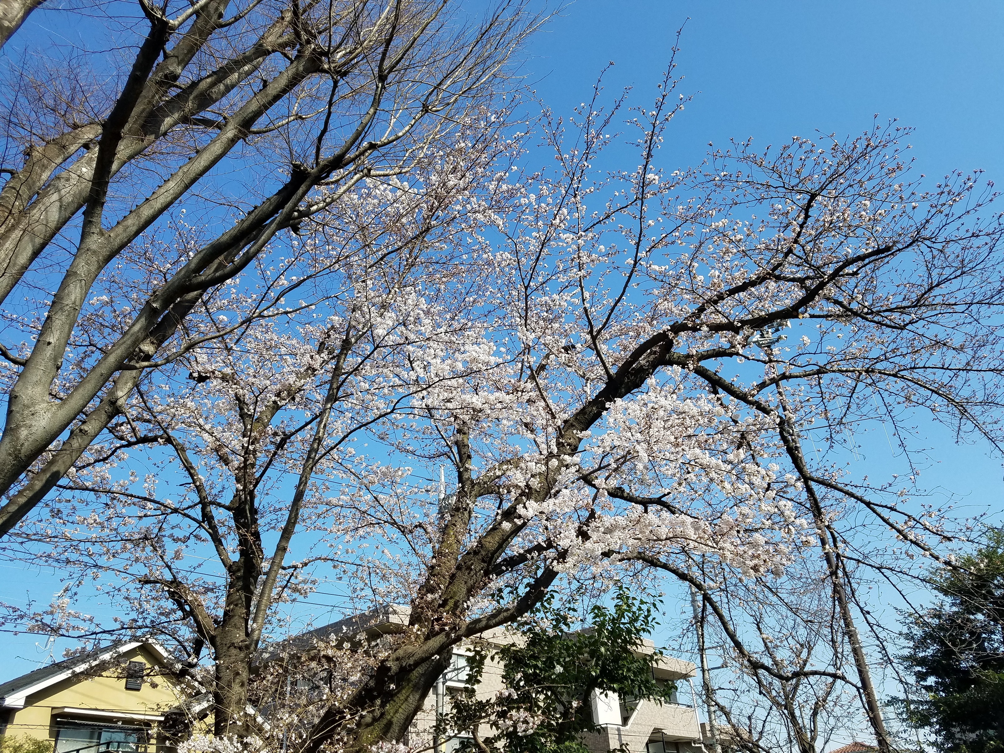 大泉井頭公園の桜 3