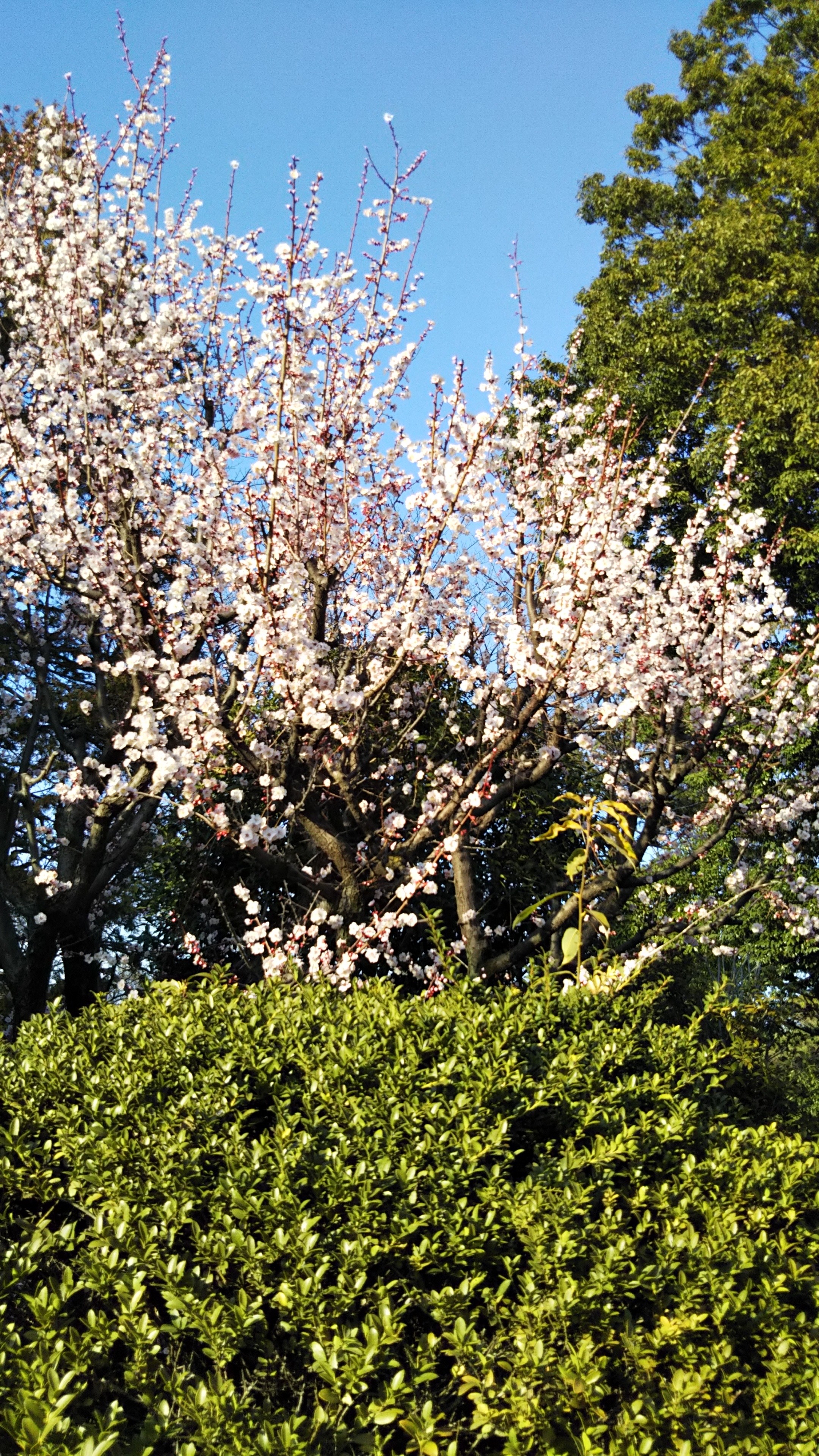 武蔵関公園の梅 1