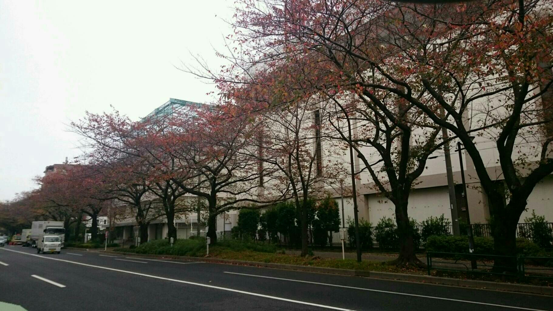 千川通りの紅葉