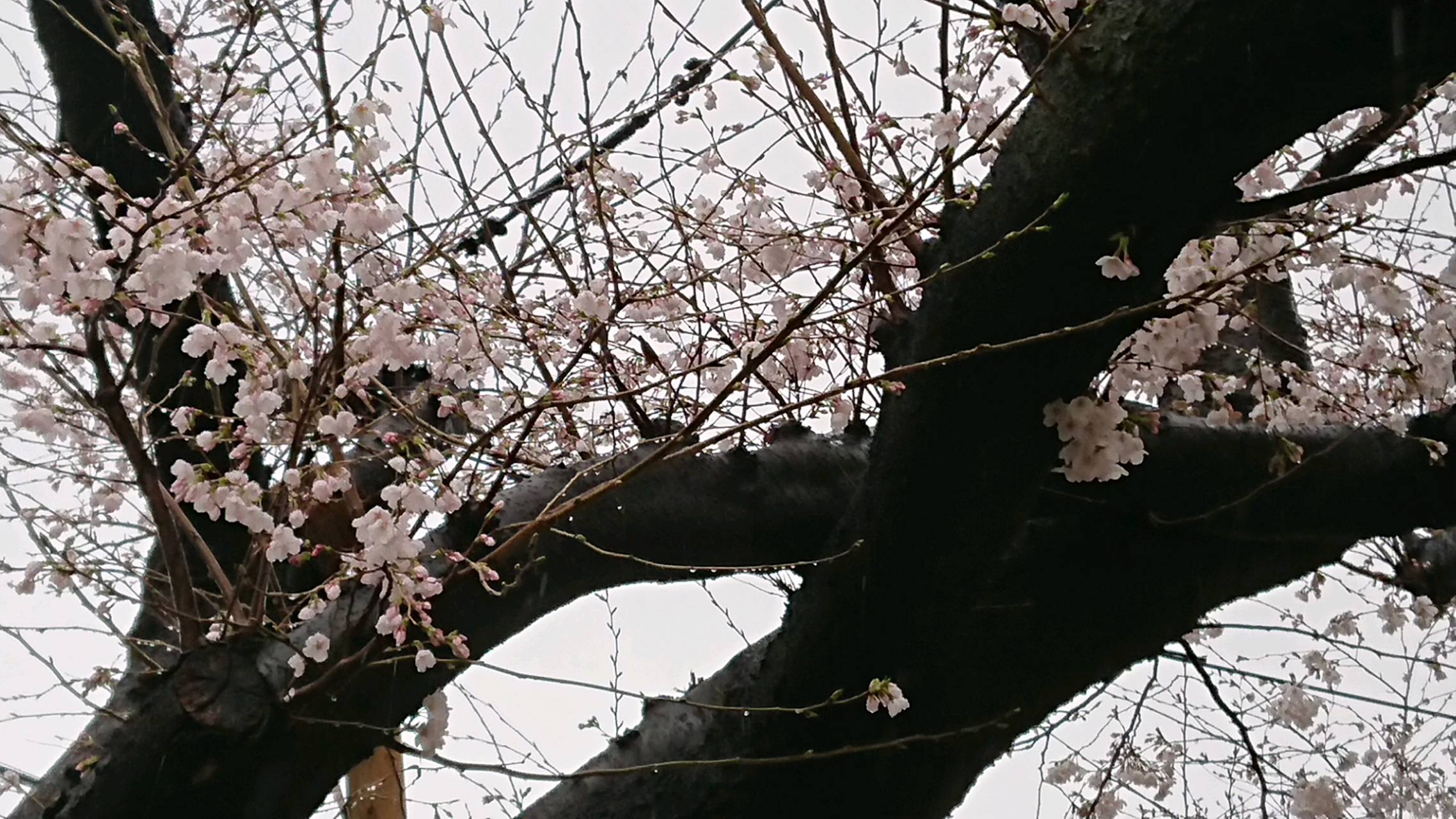 千川通りの桜開花状況 1