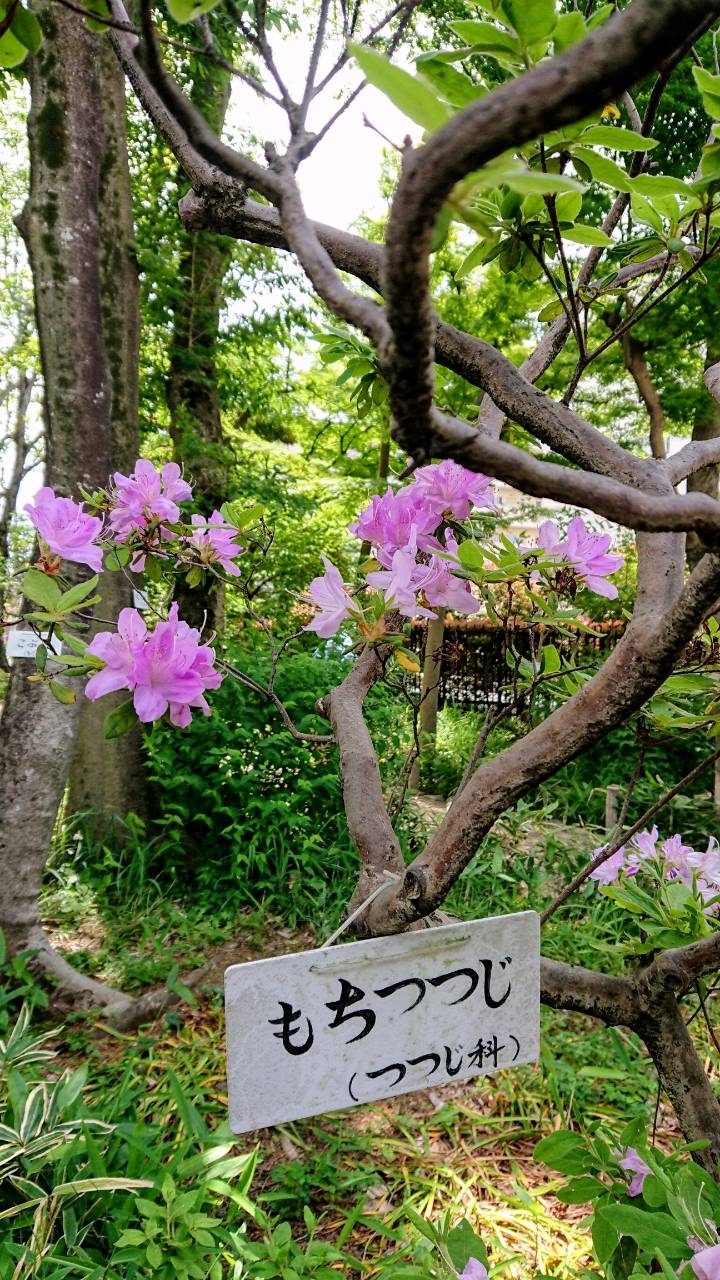 牧野記念庭園のもちつつじ