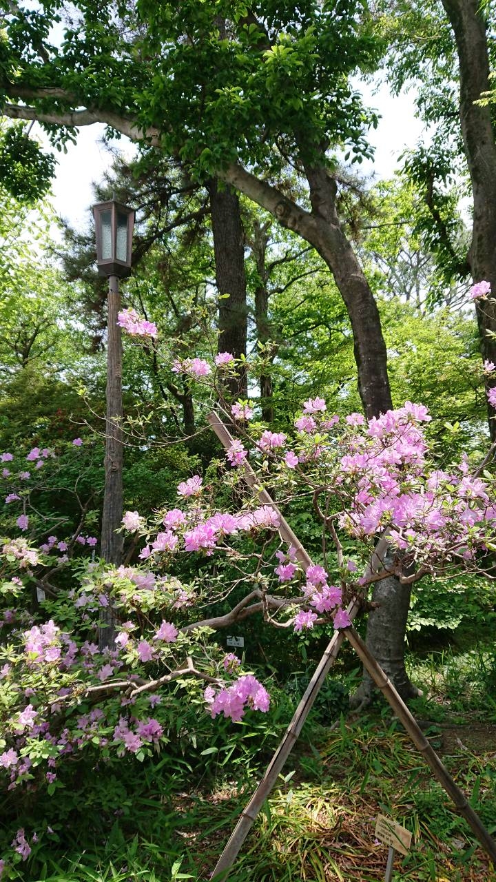 牧野記念庭園のもちつつじ 3