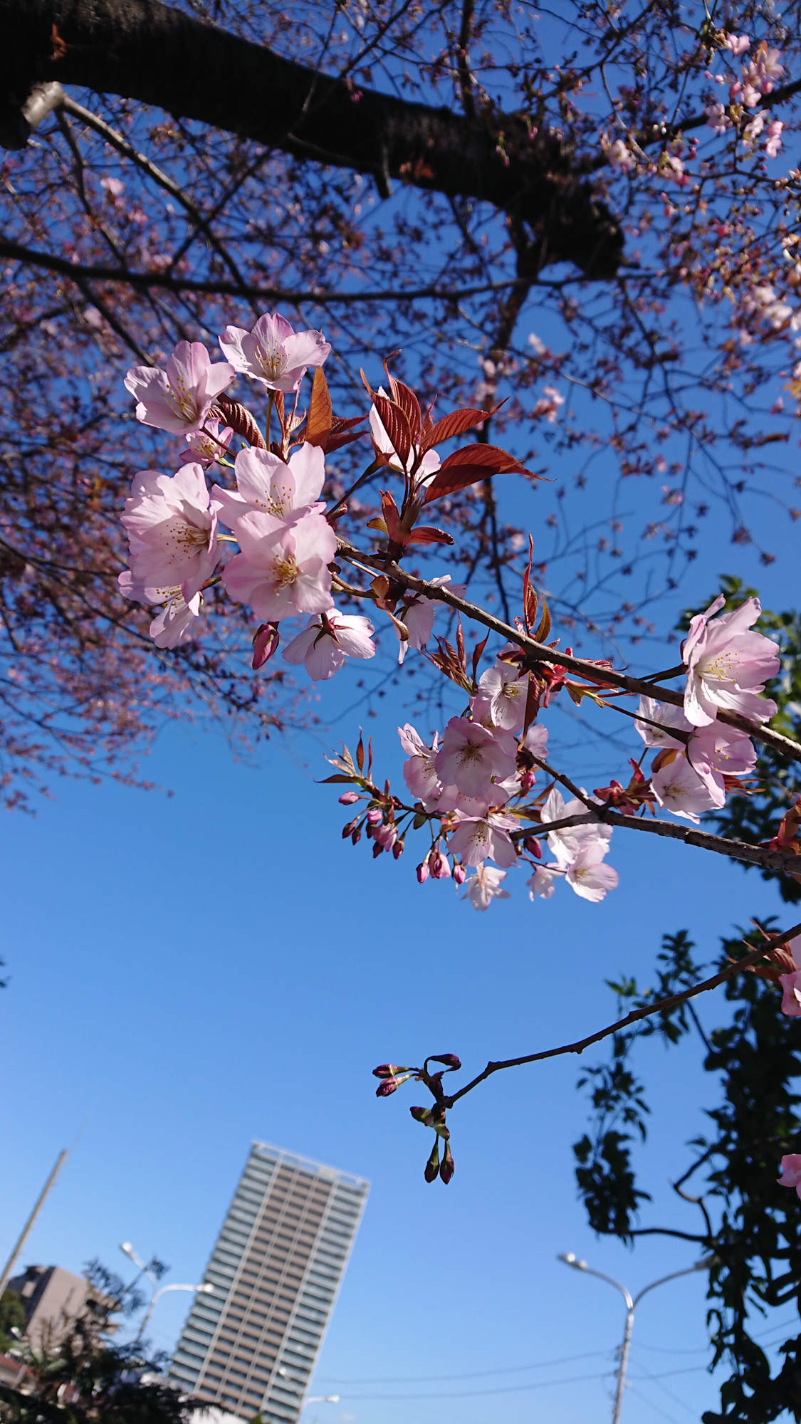 牧野記念庭園の桜