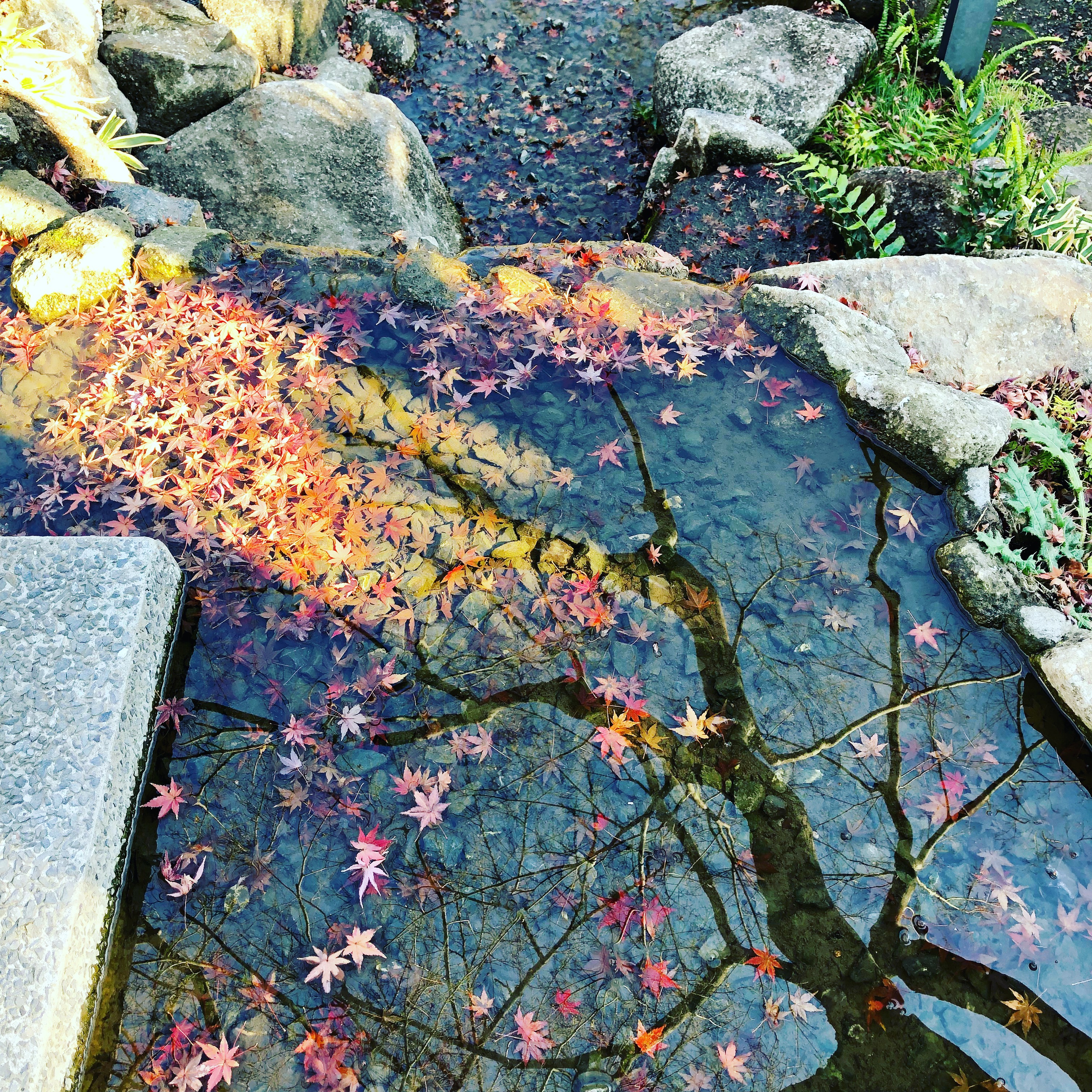 練馬の紅葉 1