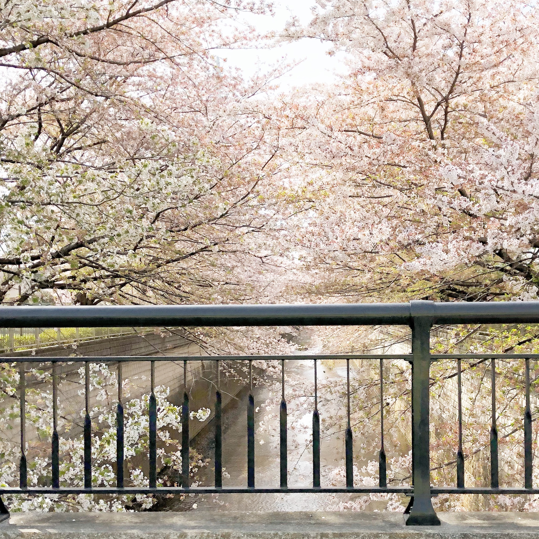 石神井川の桜 1