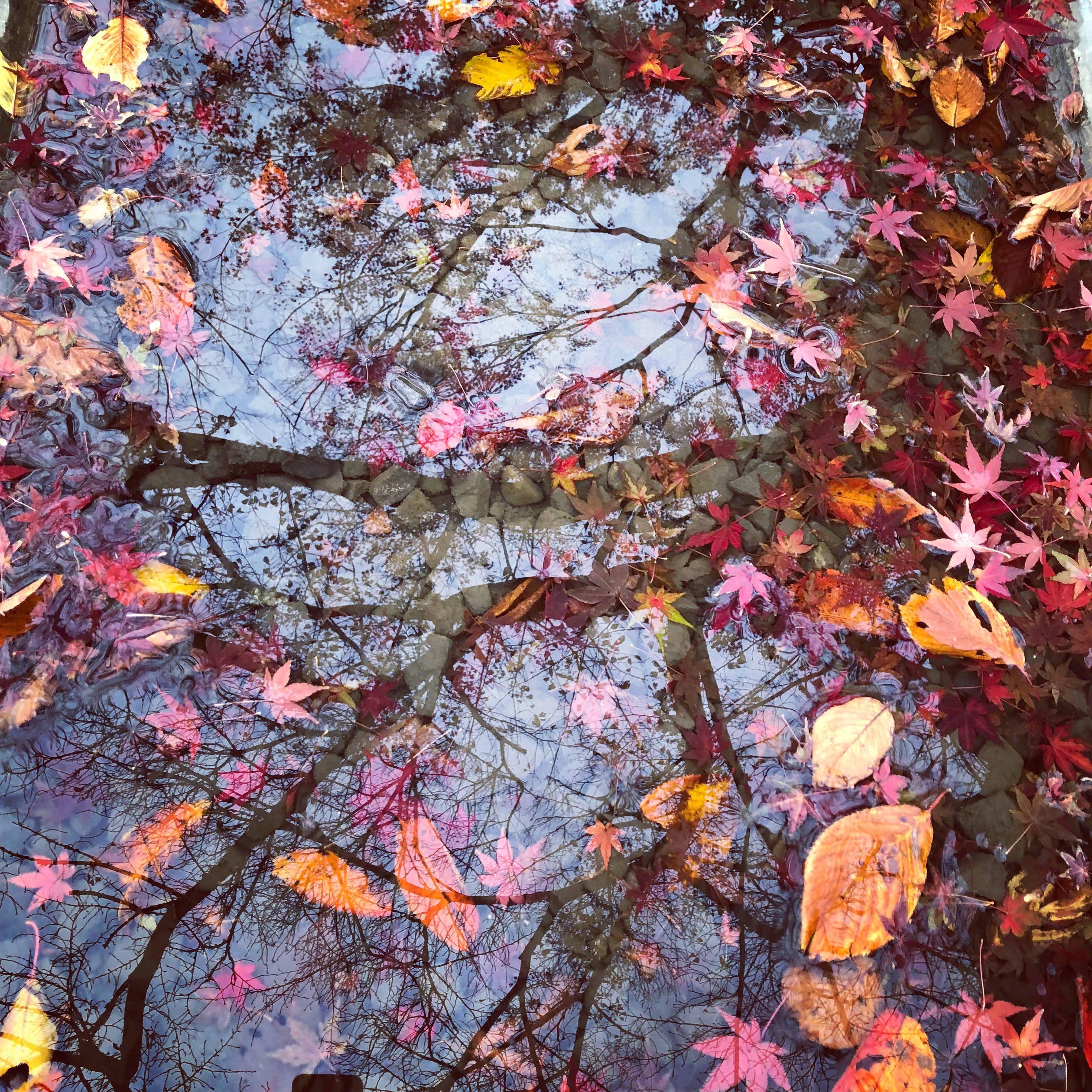 紅葉 1