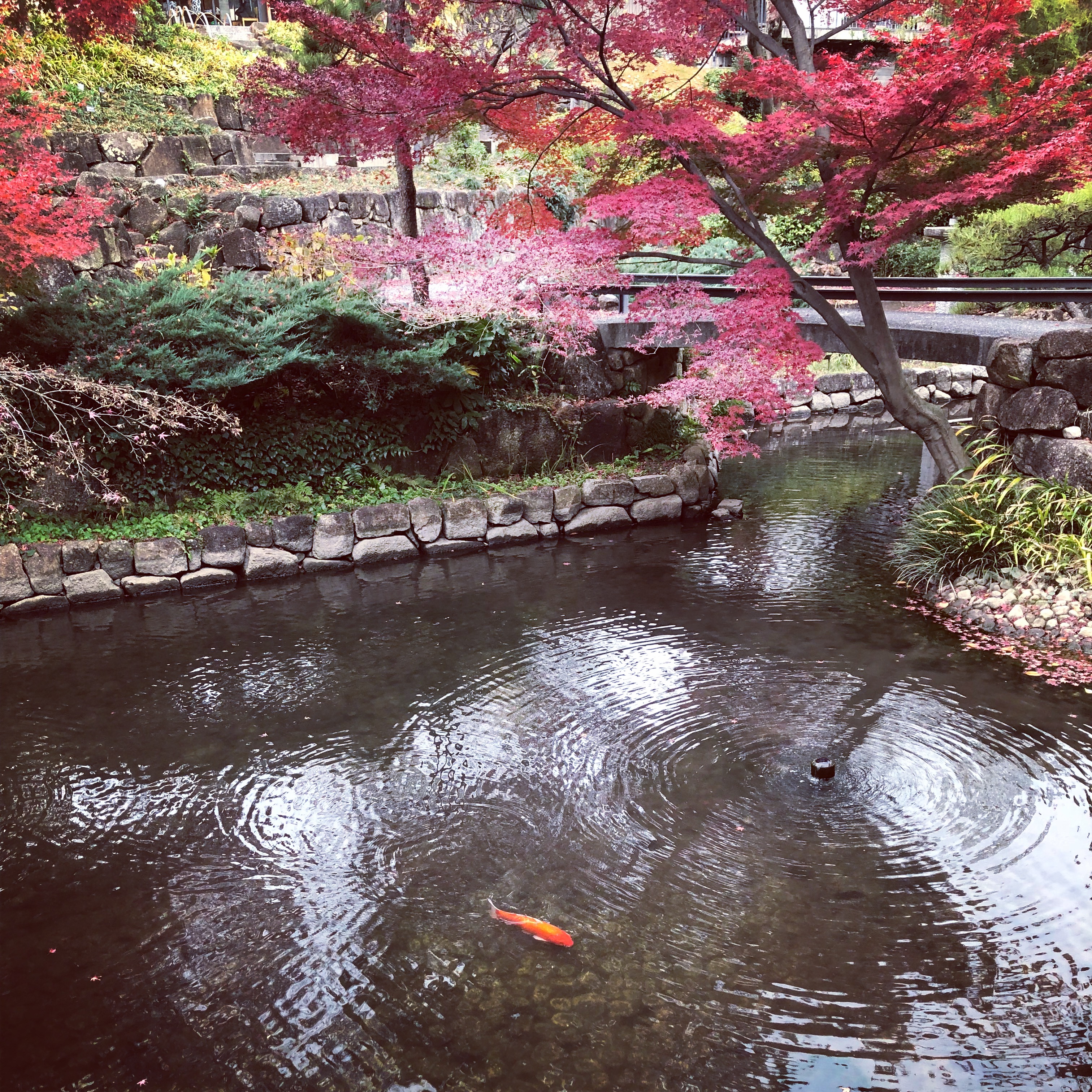 紅葉 2