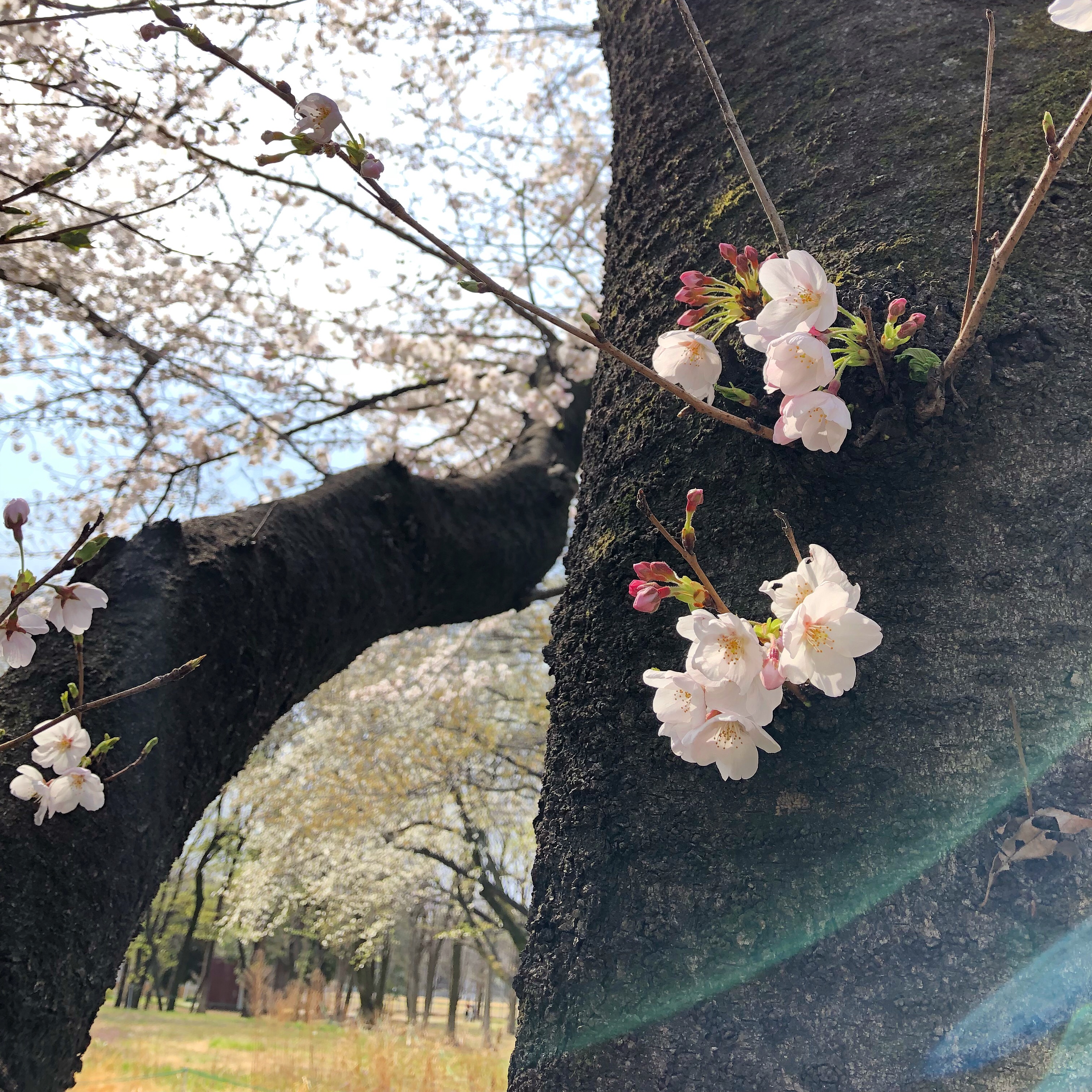 練馬の桜 画像