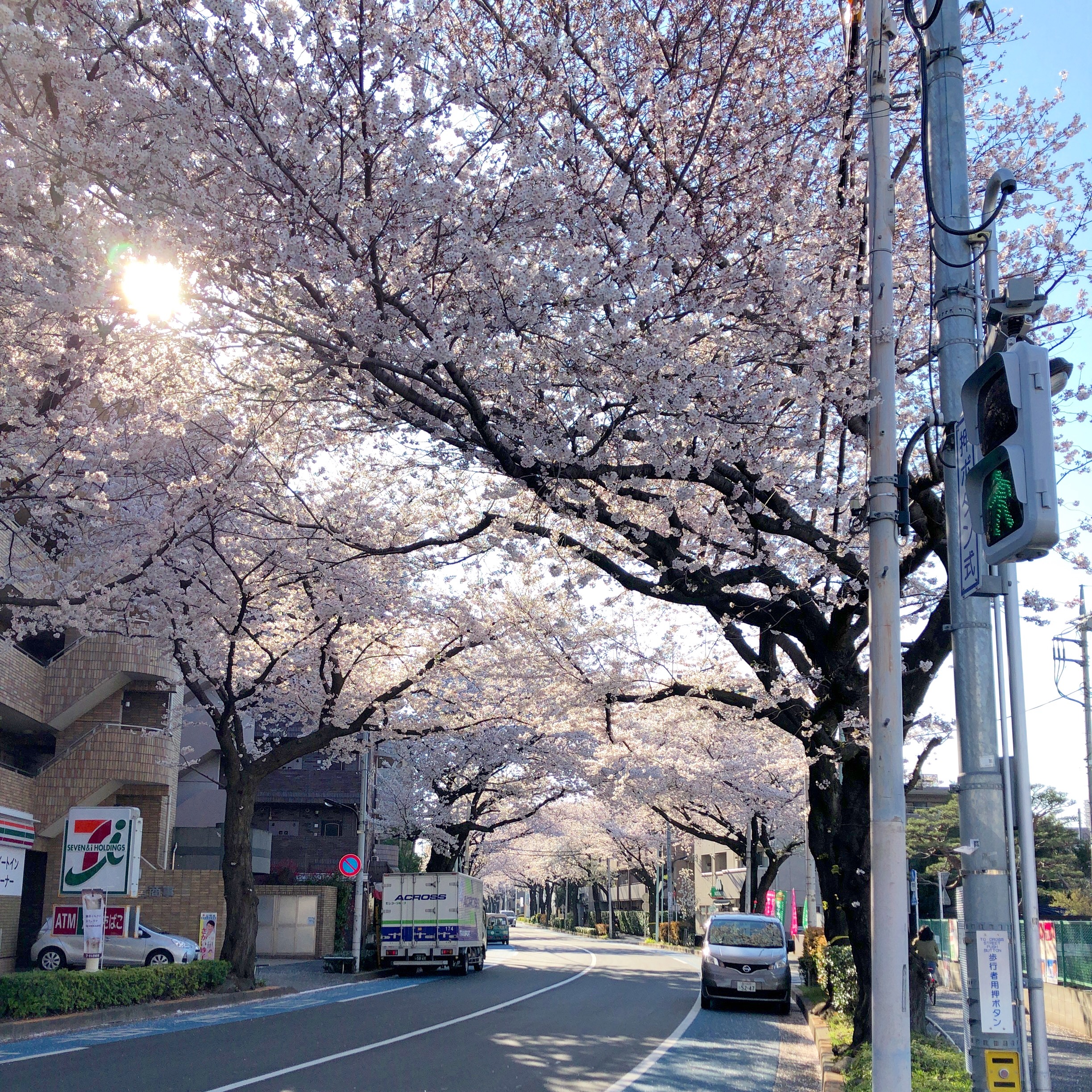 練馬春日町の桜並木