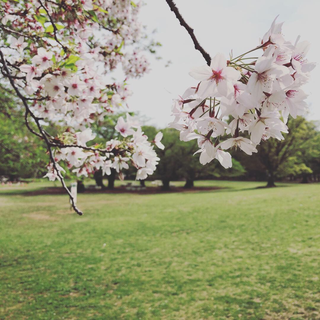 光が丘公園の桜 画像